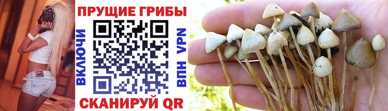 Галлюциногенные грибы MAGIC MUSHROOMS  Купить где  Удачный 